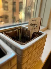 cilantro